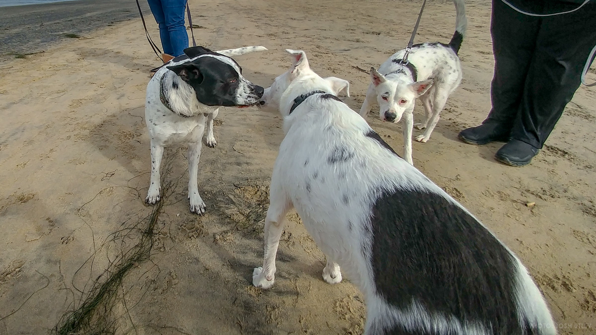 Doppelganger at Dog Beach