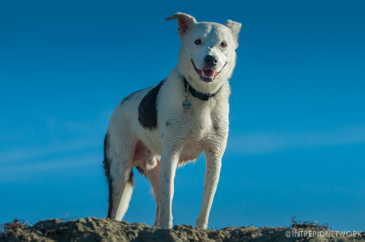 Archie at Dog Beach