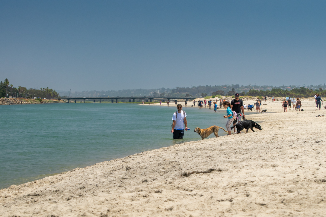 Dog Gone to the Beach