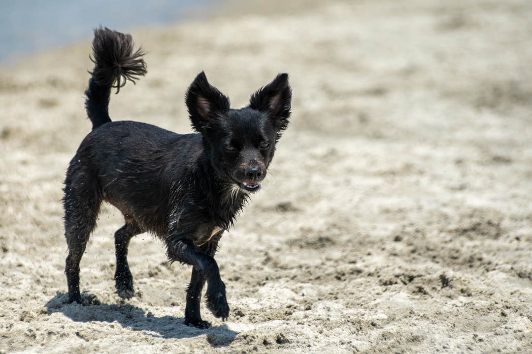 Dog Gone to the Beach