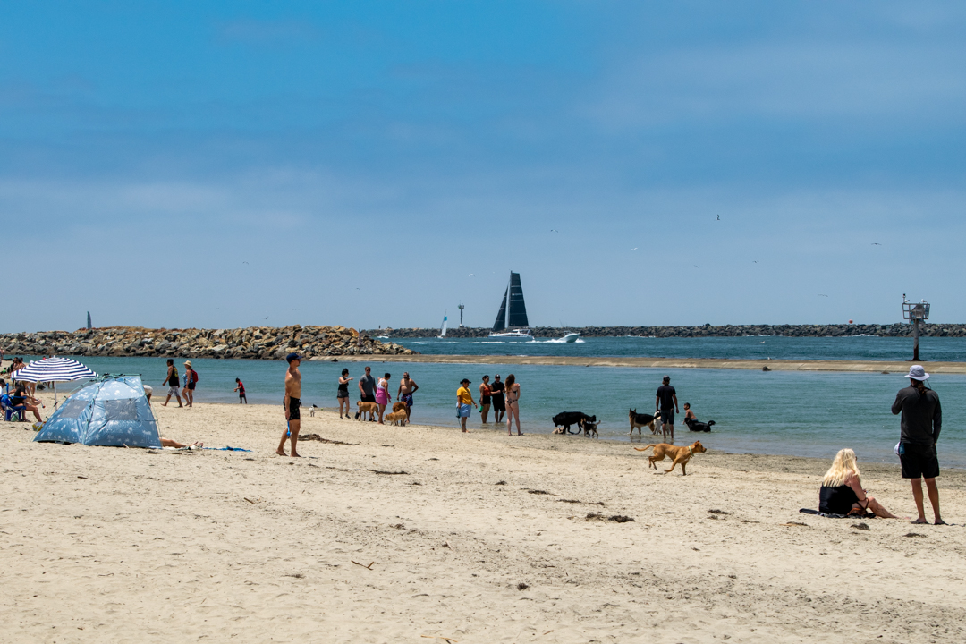 Dog Gone to the Beach