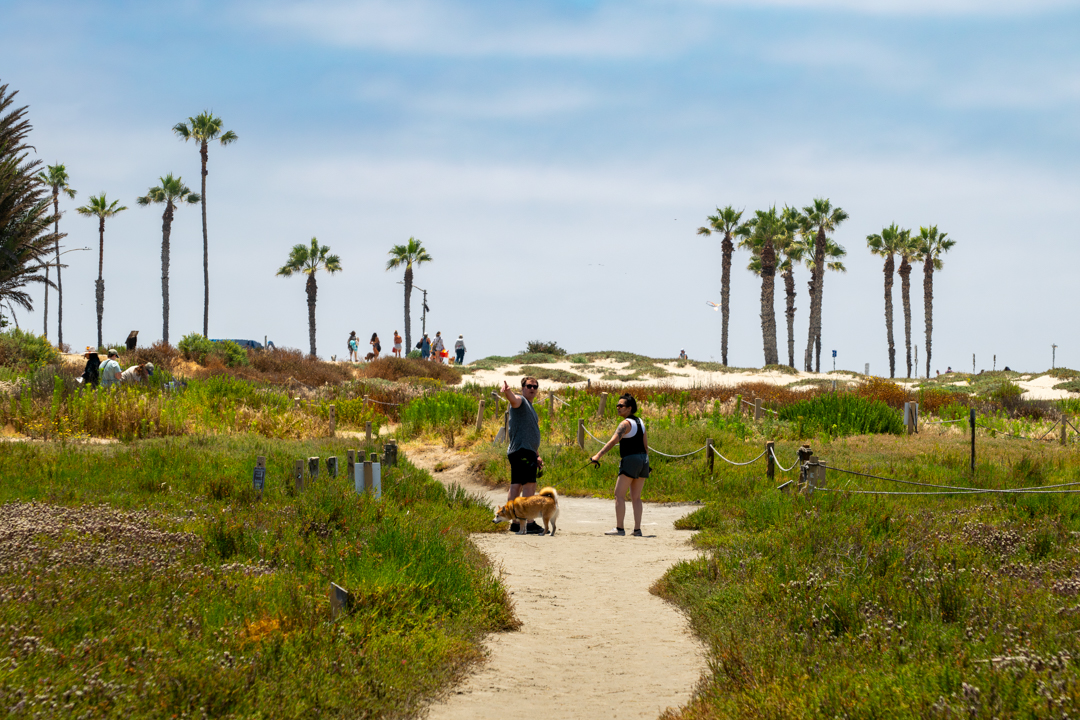 Dog Gone to the Beach
