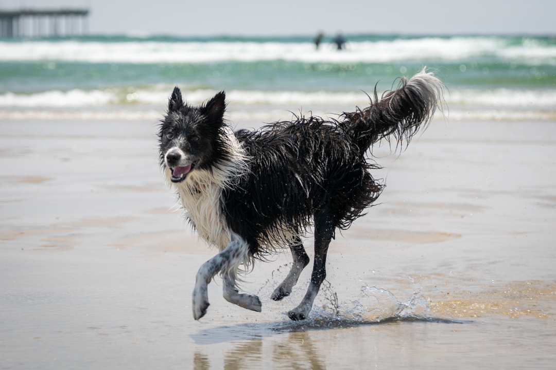 Dog Gone to the Beach