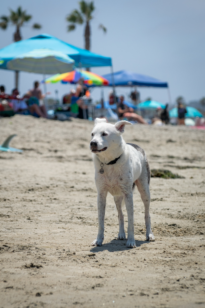 Dog Gone to the Beach