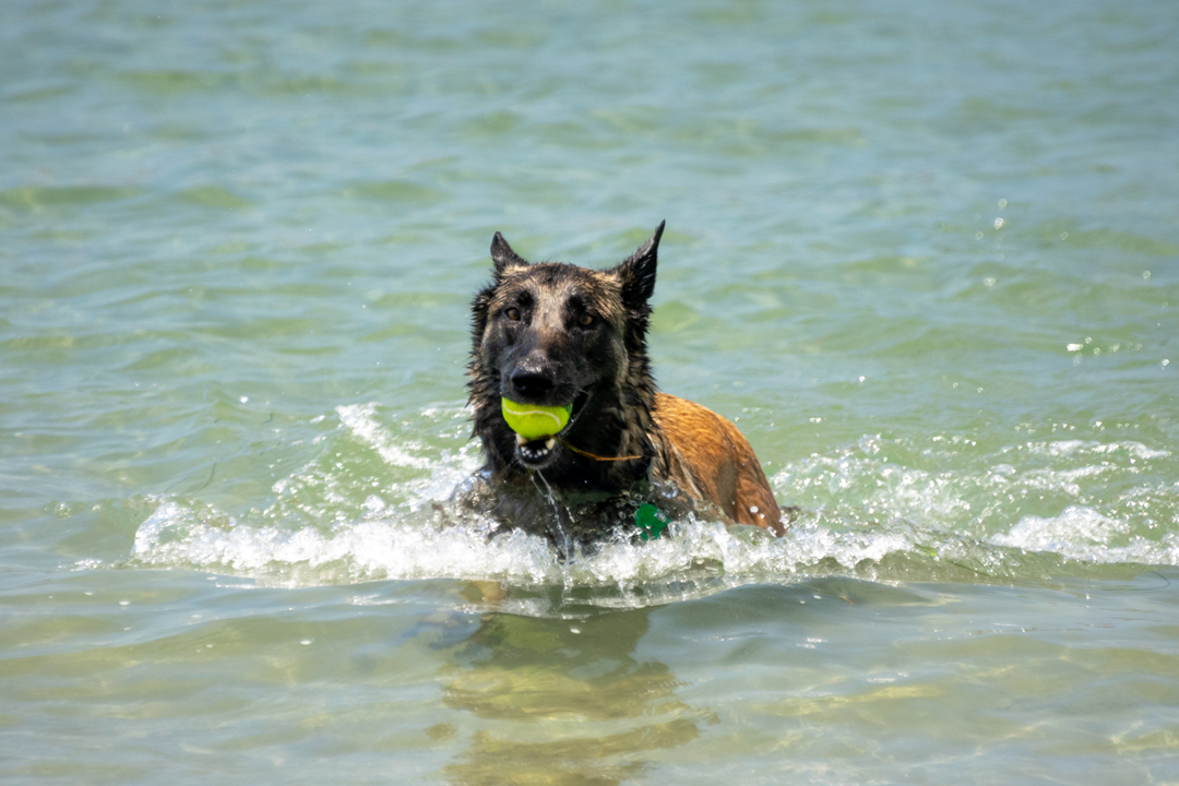 Dog Gone to the Beach