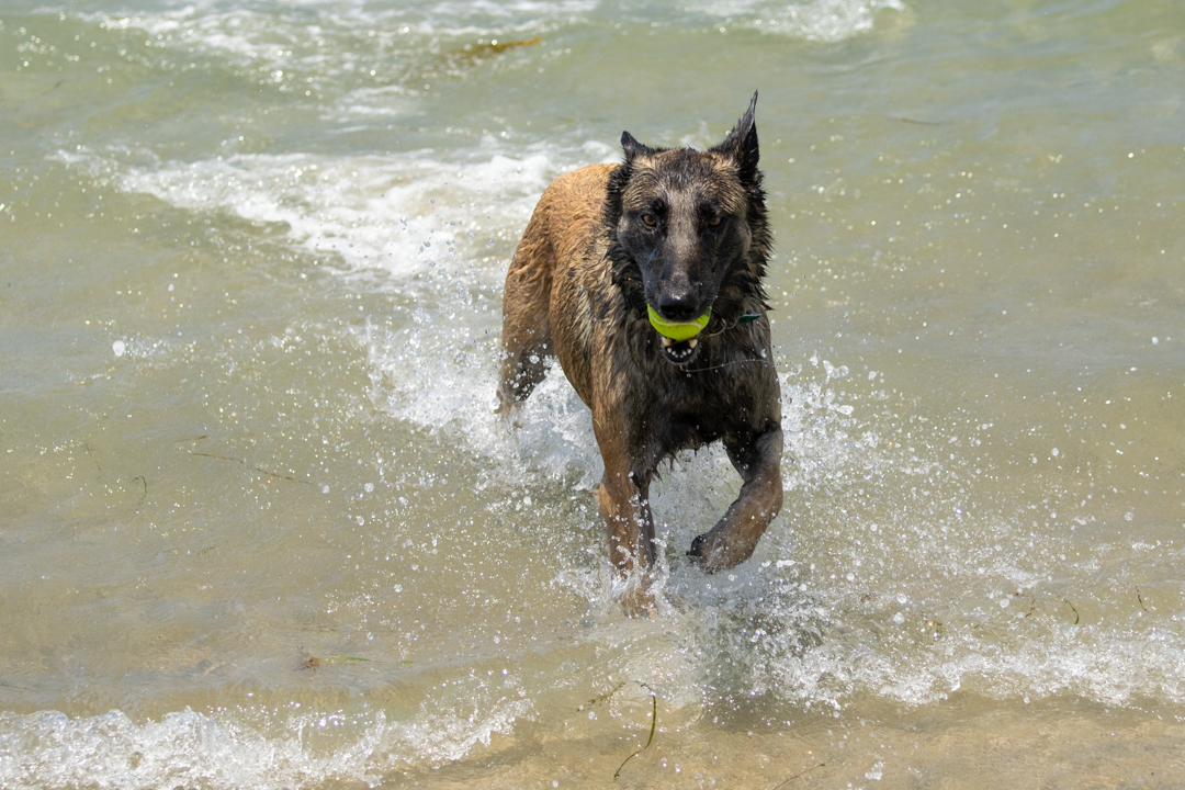 Dog Gone to the Beach