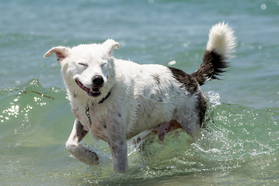 Dog Gone to the Beach