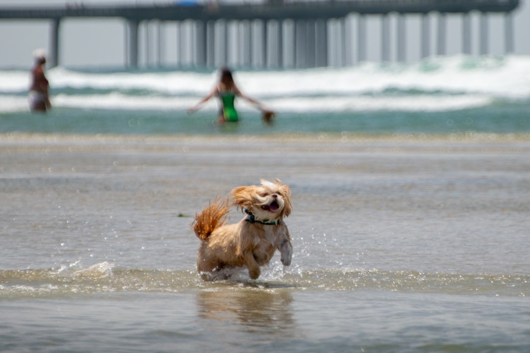 Dog Gone to the Beach