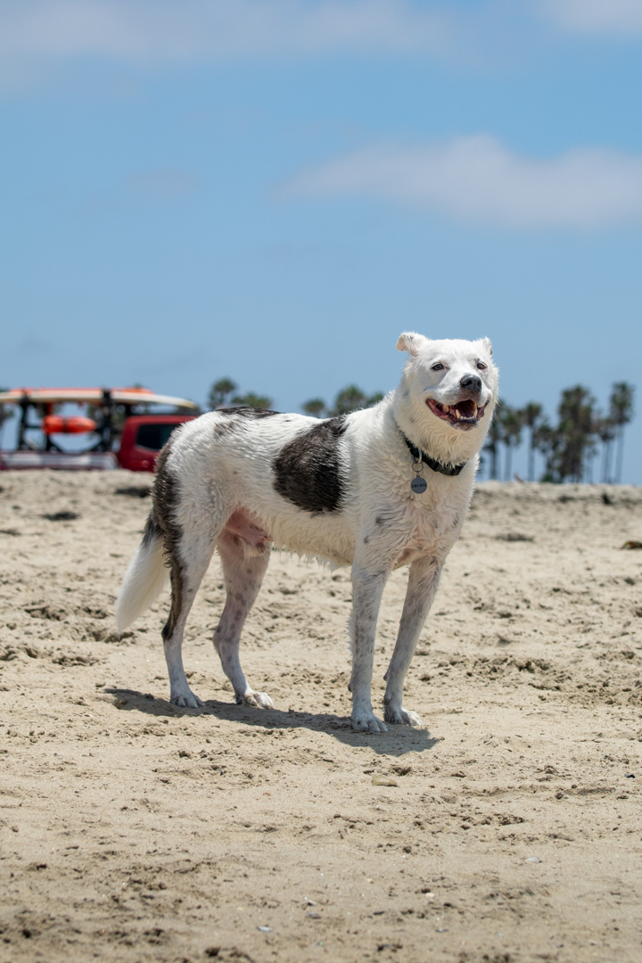 Dog Gone to the Beach